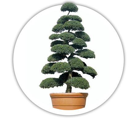 Падуб городчатий / Ilex crenata